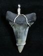 Wire Wrapped Fossil Mako Tooth Pendant #3891-1